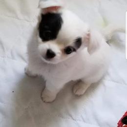 Chihuahua Puppies from Lucky Star Chihuahuas