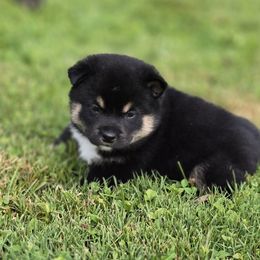 Shiba Inu Puppies from Muddy Rock Farm