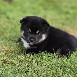 Shiba Inu Puppies from Muddy Rock Farm