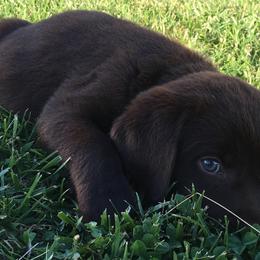 Labrador Retriever Puppies from Valley View English Labs