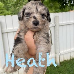 Aussiedoodle and Australian Shepherd Puppies from Rainbow Ranch