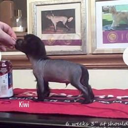 Chinese Crested All Grown Up from Sakkarra Chinese Crested Dogs and Art
