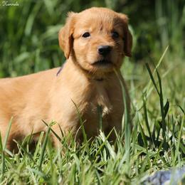 Polly Blue Boy - Dark golden male Golden Retriever puppy in Idaho Falls, Idaho from Once Upon A Dream Kennels