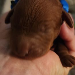 Blue collar boy - Apricot male Goldendoodle puppy in Los Molinos Ca, California from Sunshine Sanctuary Doodles