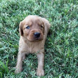 Jarome - Dark golden male Golden Retriever puppy in Mesa, Arizona from Grand Canyon Goldens