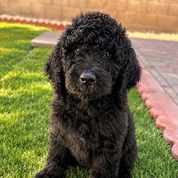 Onyx - Black female Goldendoodle puppy in Glendale, Arizona from CocoLove Doodles