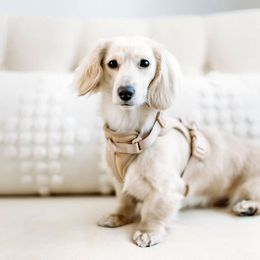 Dachshund All Grown Up from English Cream Dachshunds