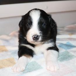 Rad - Black tri-color male Australian Shepherd puppy in Colorado from Firestone Australian Shepherds