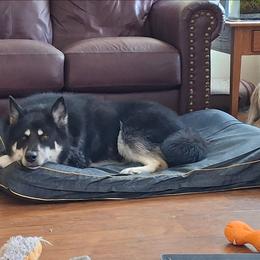 Zara - Black and white female Alaskan Malamute puppy in Independence, Virginia from New River Valley Malamutes