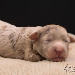 Ron - Chocolate male Havapoo puppy in Hendersonville, North Carolina from Grayfinn House