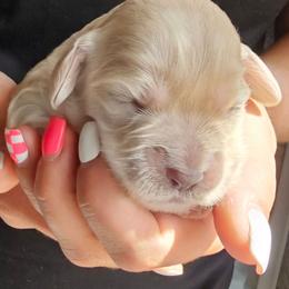 Bark Twain - Cream male Cockapoo puppy in Indiahoma, Oklahoma from Phamily Doodles