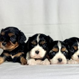 Cavalier King Charles Spaniels and Miniature Australian Shepherds from JSK Aussie and Cavaliers