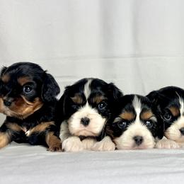 Cavalier King Charles Spaniels and Miniature Australian Shepherds from JSK Aussie and Cavaliers