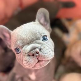 Besos - Blue fawn male French Bulldog puppy in League City, Texas from Baby Bear Frenchies
