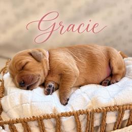Gracie - Golden female Golden Retriever puppy in San Bernardino, California from Thegoldendreams1
