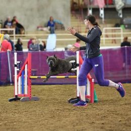 Cane Corso and Lowchen from Potrero Performance Dogs