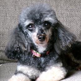 June - Phantom female Poodle puppy in Hurricane Mills, Tennessee from Scenic Hills Kennels
