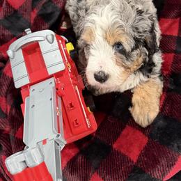 Picasso black collar blue eyes - Blue merle male Bernedoodle puppy in St. Cloud, Florida from Bernedoodle Farm