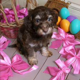 Red collar - Chocolate female Havapoo puppy in Medina, Ohio from Momma's Minis
