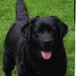 Labrador Retriever Puppies from Sound View Labradors East