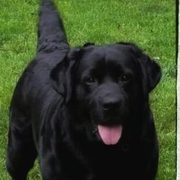 Labrador Retriever Puppies from Sound View Labradors East