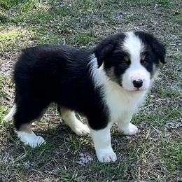 Border Collie and Papillon Puppies from Royal T Kennel