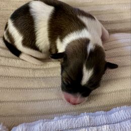 Female 1 - Sable female Papillon puppy in Young, Arizona from Papillons in Arizona