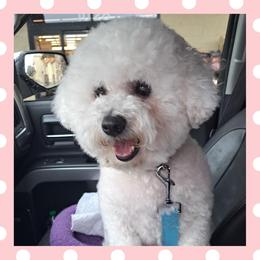 Lil - Bichon Frise