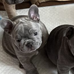 French Bulldogs from Casa de Frenchie