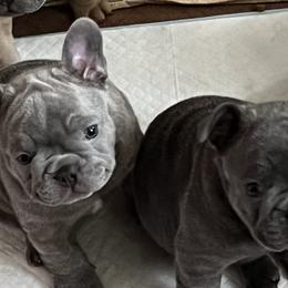 French Bulldogs from Casa de Frenchie
