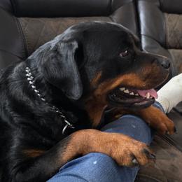 Xandi Just the Thing - Black and mahogany female Rottweiler puppy in Lake City, Florida from Haus Der Wut Kennels