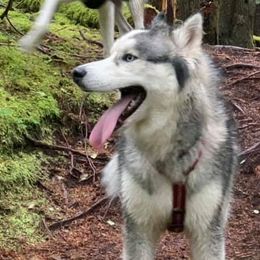 Siberian Huskies from Bed and Barkfest