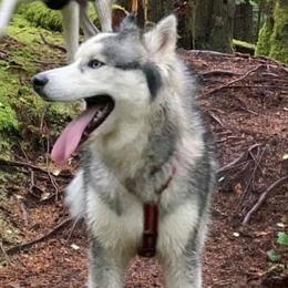 Siberian Huskies from Bed and Barkfest