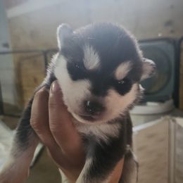 Siberian Husky Puppies from Spirit of the Moon Siberians