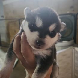 Siberian Husky Puppies from Spirit of the Moon Siberians