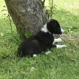 Border Collie Puppies from Porter’s Borders