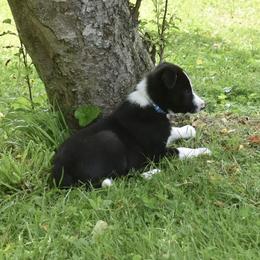Border Collie Puppies from Porter’s Borders