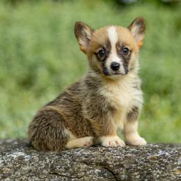 Denali - Red male Pembroke Welsh Corgi puppy in Narvon, Pennsylvania from Corgi Companions