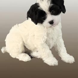 Becca Lou - Black and white female Cavapoo puppy in Lexington, Kentucky from Callaway's Cavaliers