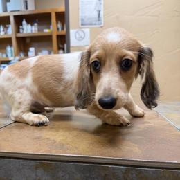 Willy Nelson - Dapple male Dachshund puppy in Irving, Texas from DFW Dachshunds by G & S