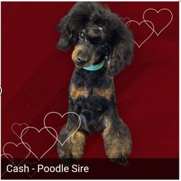 Cash - Poodle