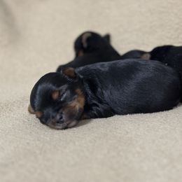 Yorkshire Terrier Puppies from Christie’s Yorkie Angel’s