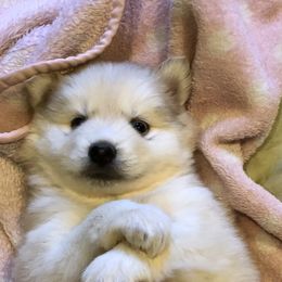 Pomsky and Siberian Husky Puppies from Cold Mountain Kennel