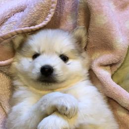 Pomsky and Siberian Husky Puppies from Cold Mountain Kennel