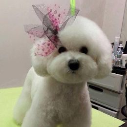 Stella - Bichon Frise