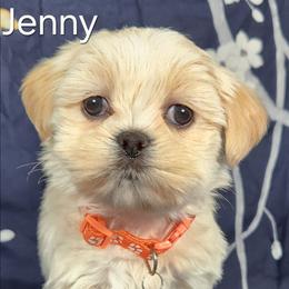 Jenny - White female Lhasa Apso puppy in Jefferson, New York from Absolute Lhasa Love