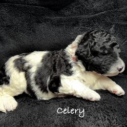 Celery - White and black female Bordoodle puppy in Mancos, Colorado from Mesa View Puppies