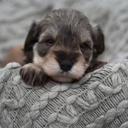 Holly - Liver female Miniature Schnauzer puppy in Collinsville, Mississippi from Hillside Kennels