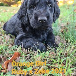 Goldendoodle and Golden Retriever Puppies from Golden Paw Farm