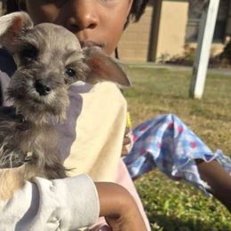 Moose - Miniature Schnauzer puppy from Alysha's Grandbabies
